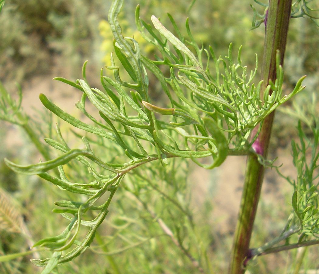 Изображение особи Senecio borysthenicus.