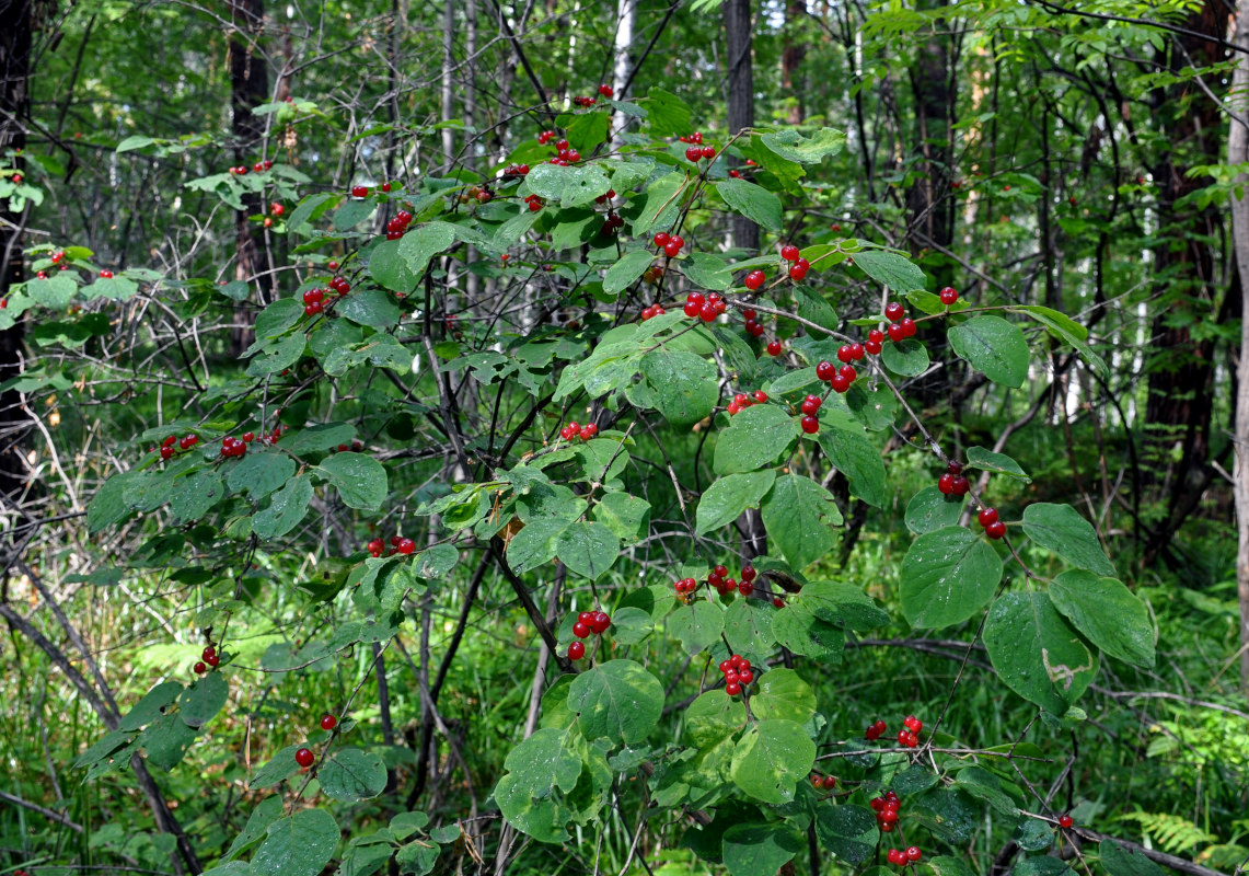 Image of Lonicera xylosteum specimen.