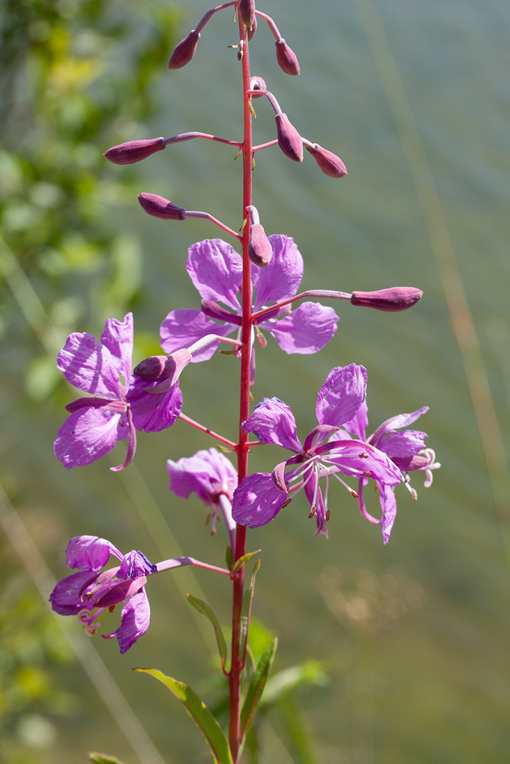 Image of Chamaenerion angustifolium specimen.