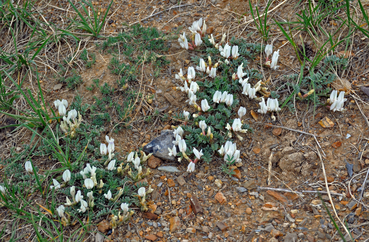 Изображение особи Astragalus tephrolobus.