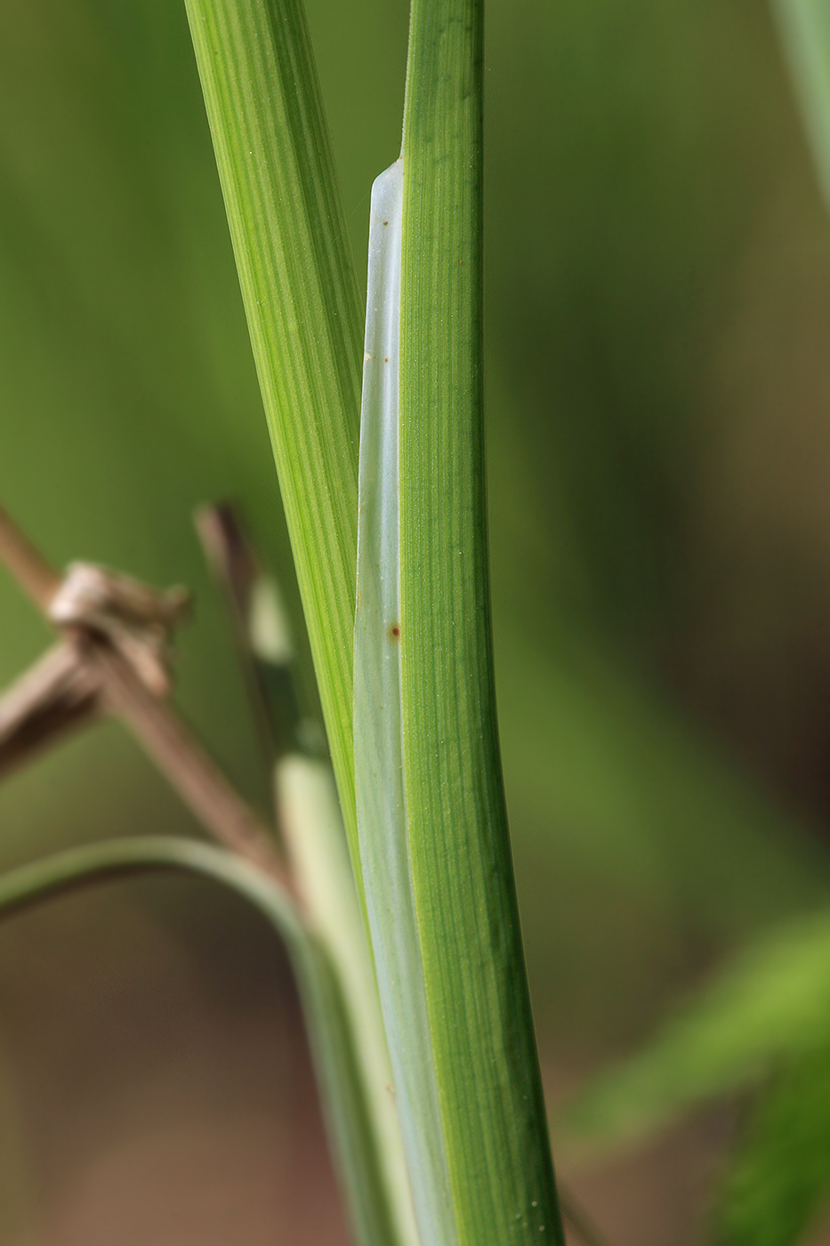 Image of Carex acuta specimen.