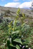 Veratrum lobelianum. Верхушки цветущих растений. Свердловская обл., окр. г. Североуральск, склон Сосьвинского хребта. 29.06.2010.