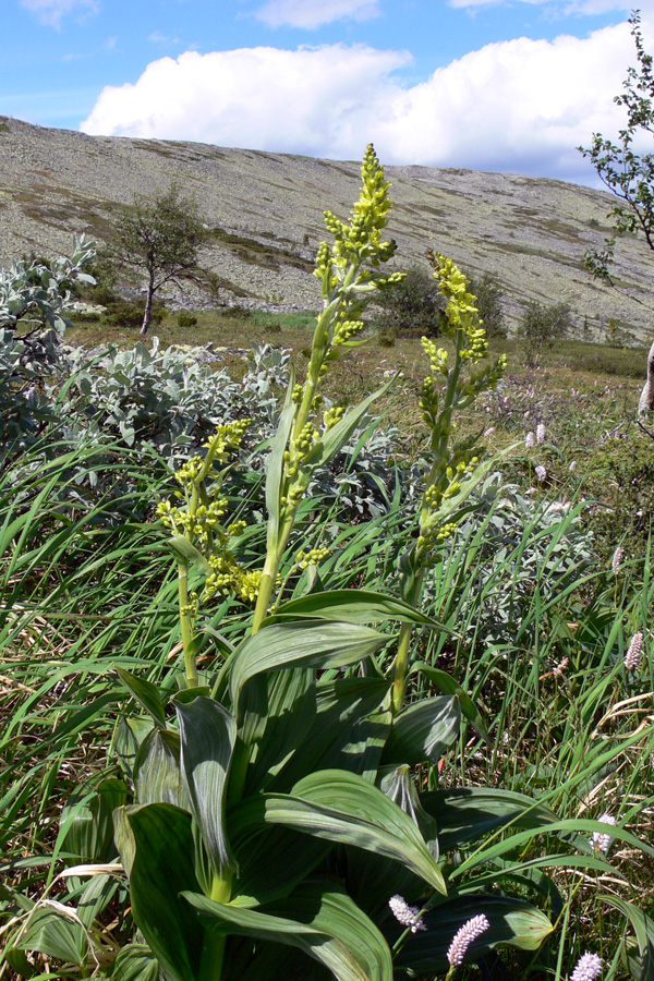 Изображение особи Veratrum lobelianum.