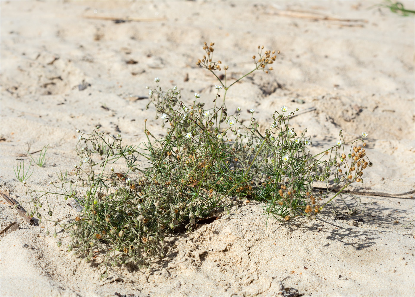 Image of Spergula arvensis specimen.