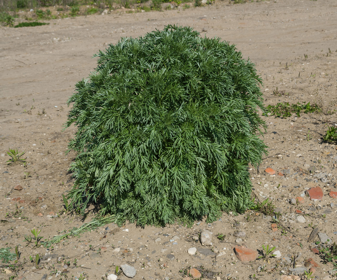 Image of Artemisia sieversiana specimen.