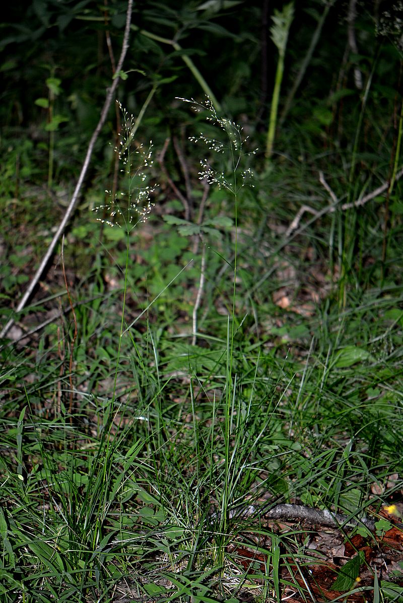 Image of Poa nemoralis specimen.