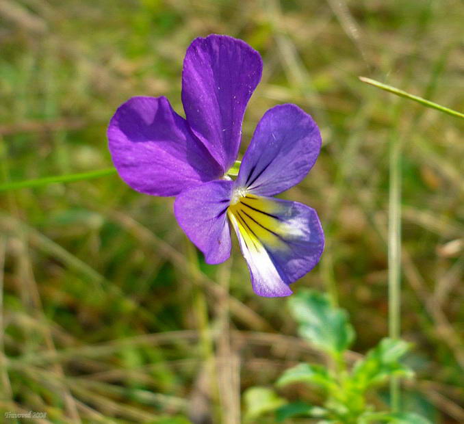 Изображение особи Viola tricolor.