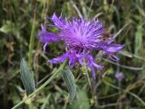 Centaurea jacea subspecies vinyalsii. Верхушка побега с соцветием и притаившимся пауком. Франция, регион Окситания, департамент Восточные Пиренеи, округ Сере, коммуна Пратс-де-Мольо-ла-Преста, окр. перевала Коль-де-Арес (1513 м н.у.м), пологий участок склона северной экспозиции, разнотравье среди обломков камней. 24.09.2020.