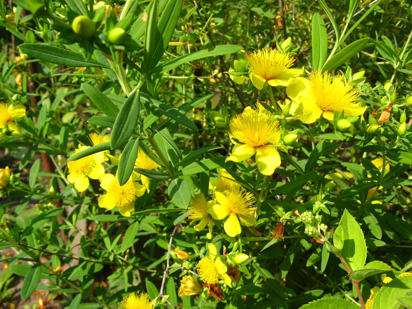 Изображение особи Hypericum kalmianum.