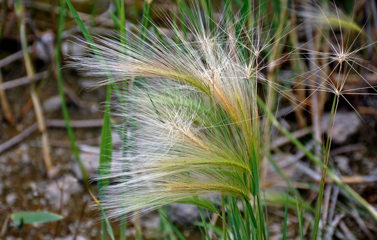 Image of Hordeum jubatum specimen.