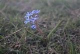 Scilla bifolia