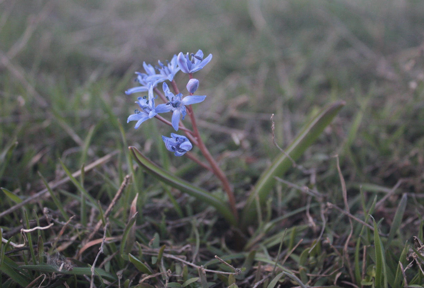 Image of Scilla bifolia specimen.