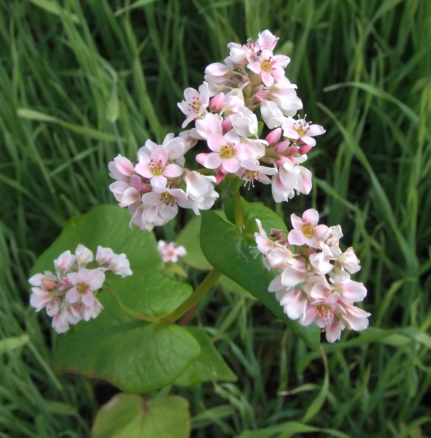 Изображение особи Fagopyrum esculentum.