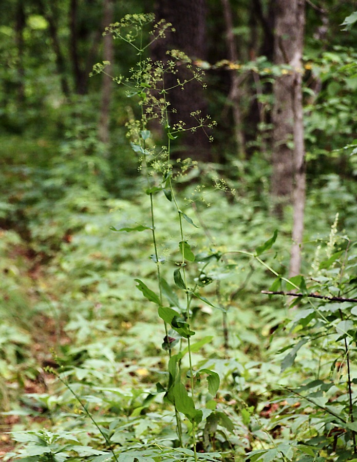 Image of Bupleurum longiradiatum specimen.