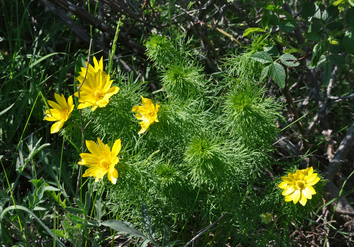 Image of Adonis vernalis specimen.