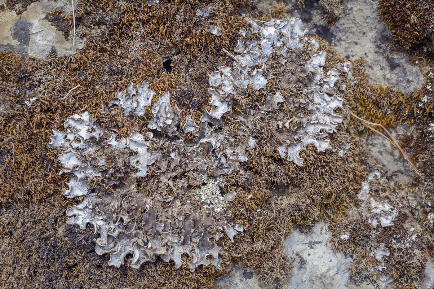 Image of genus Peltigera specimen.