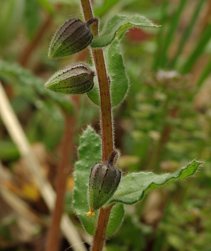 Image of Nonea flavescens specimen.