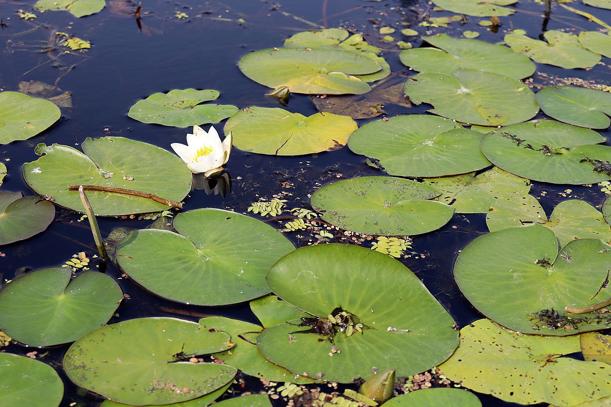 Изображение особи Nymphaea candida.