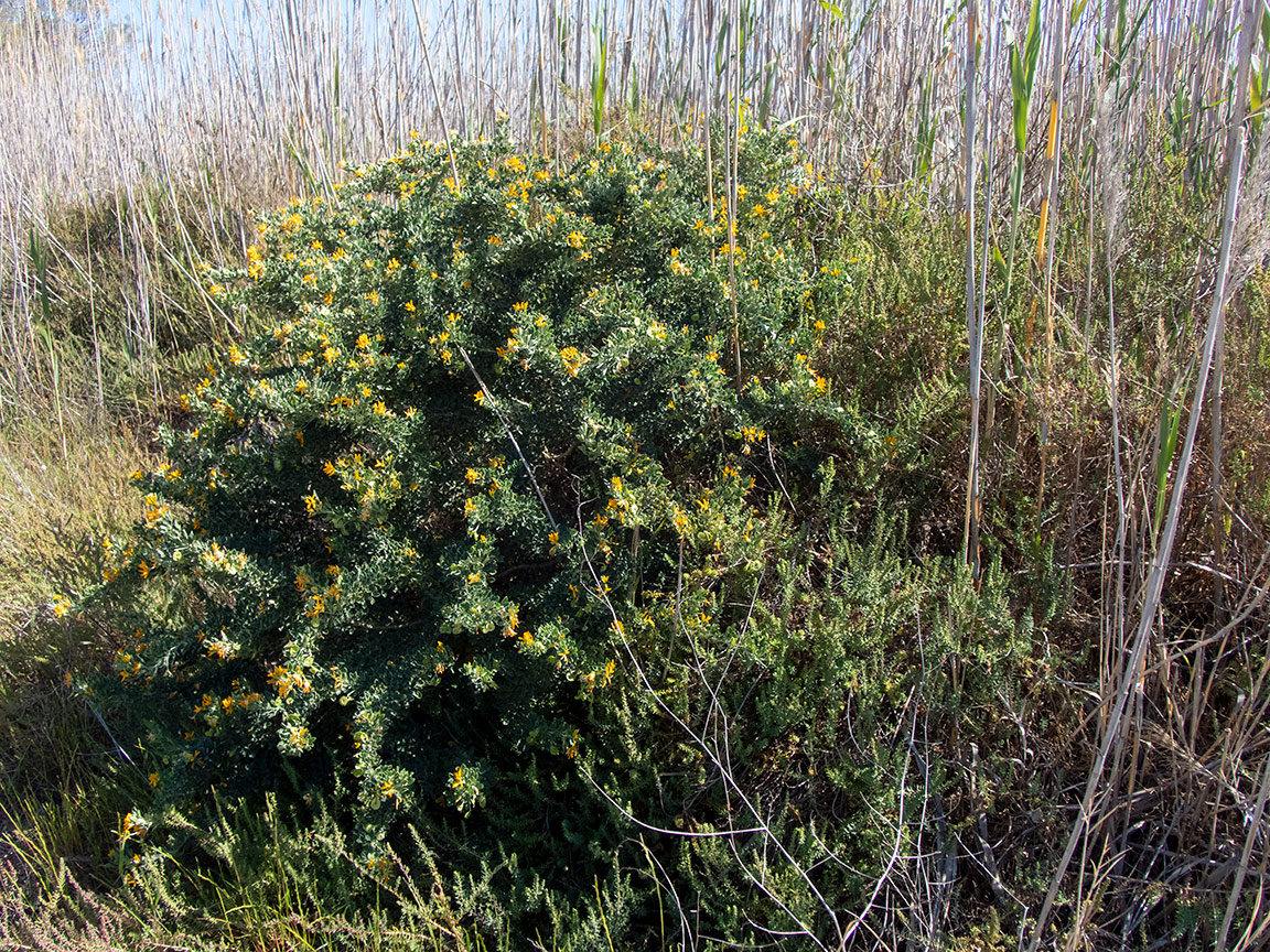 Image of Medicago arborea specimen.