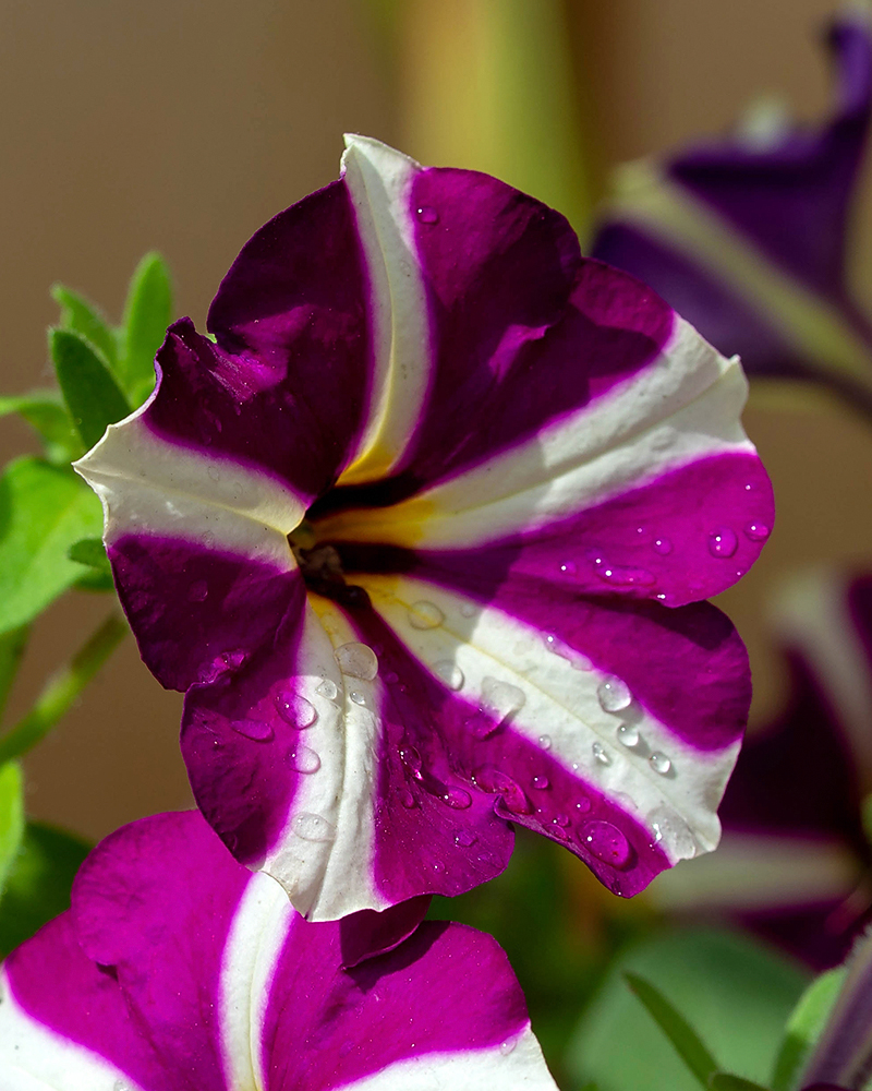 Изображение особи Petunia &times; hybrida.