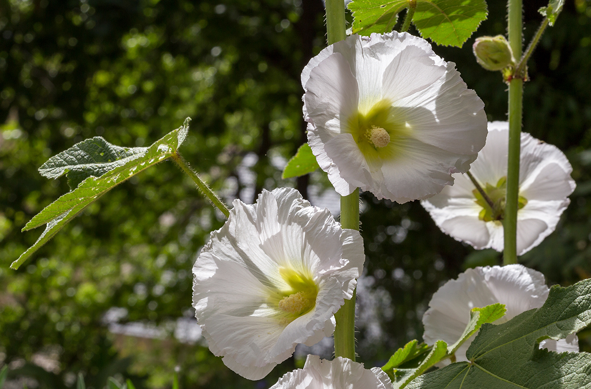 Изображение особи Alcea rosea.