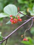 Viburnum suspensum