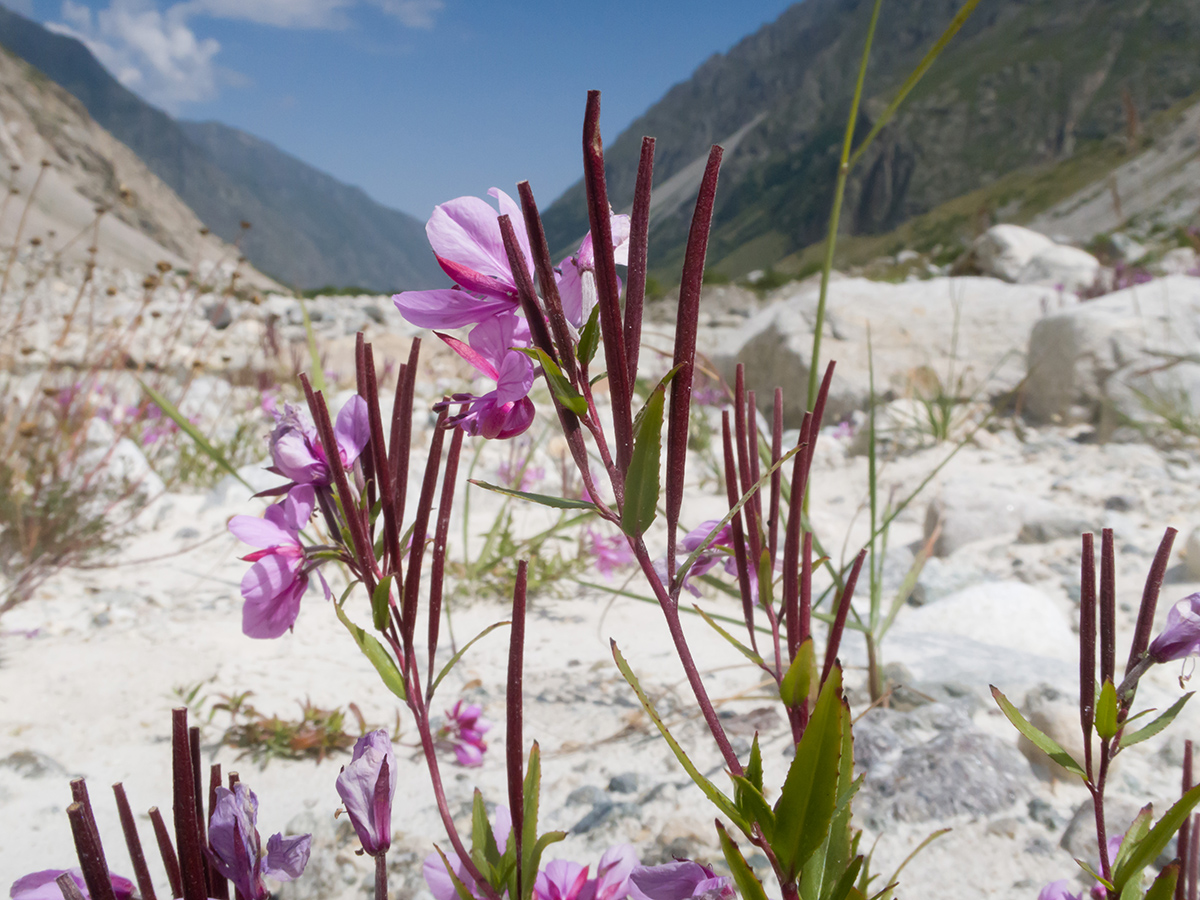 Изображение особи Chamaenerion colchicum.