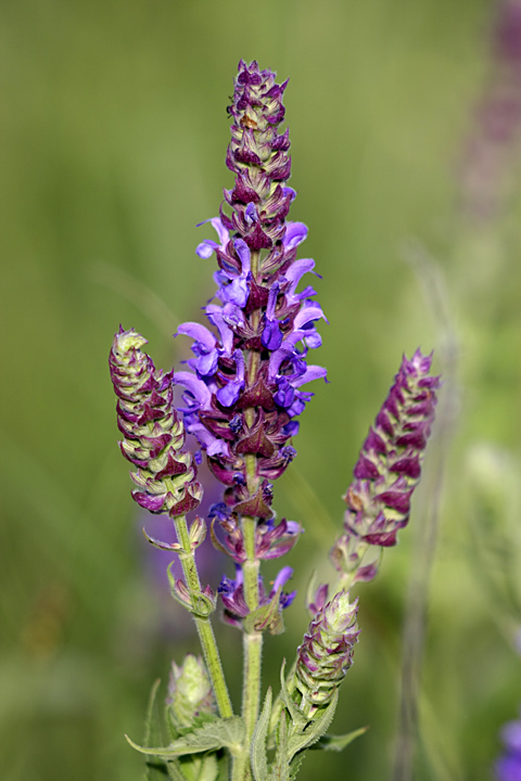 Image of Salvia deserta specimen.