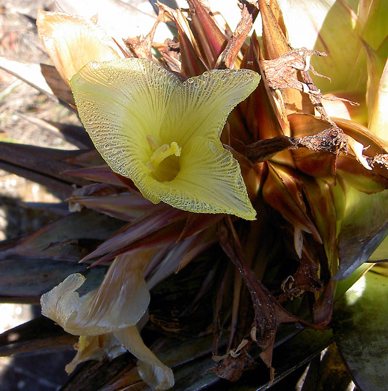 Image of genus Costus specimen.