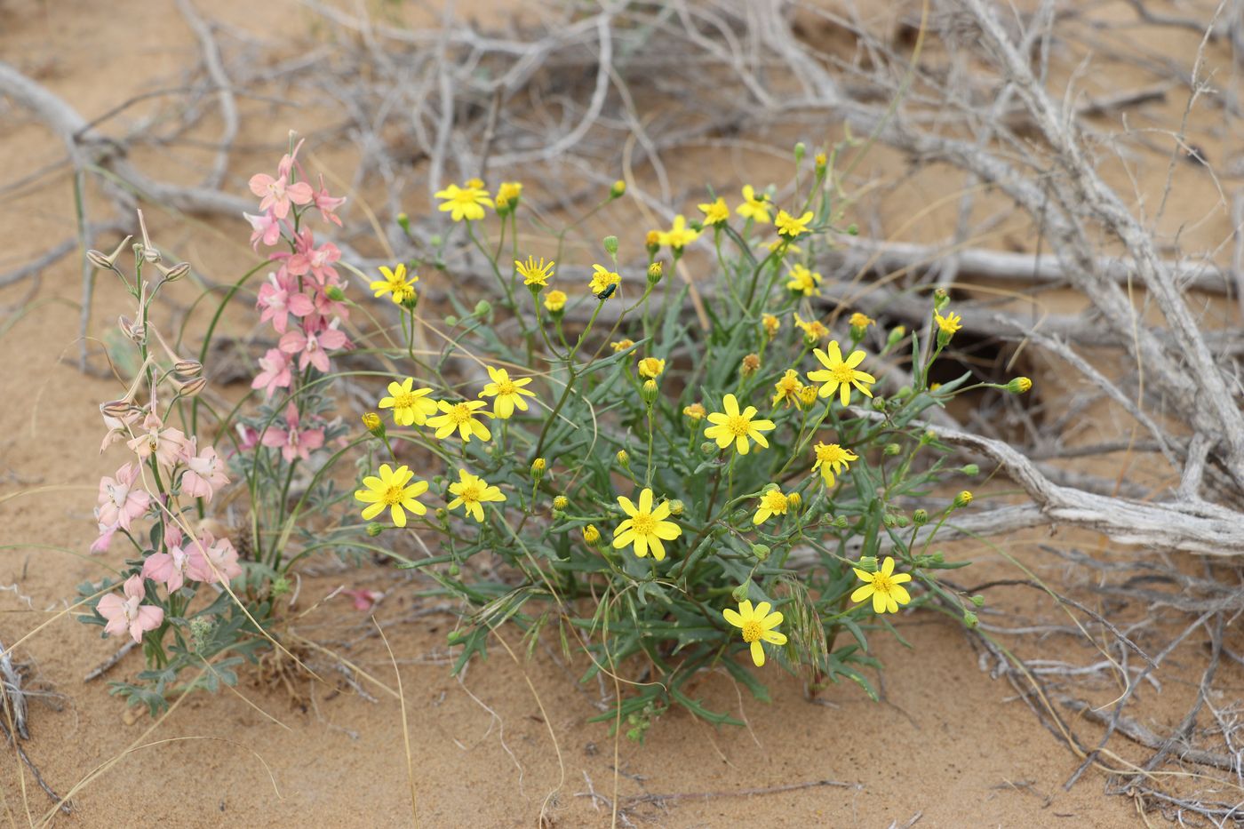 Image of Senecio subdentatus specimen.