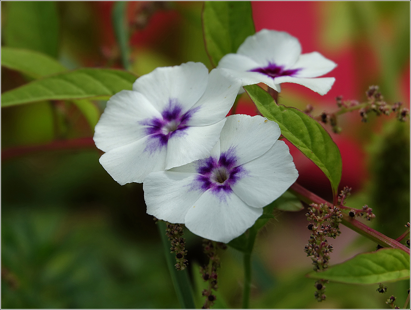 Image of Phlox drummondii specimen.