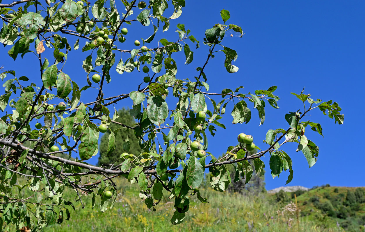 Изображение особи Malus sieversii.