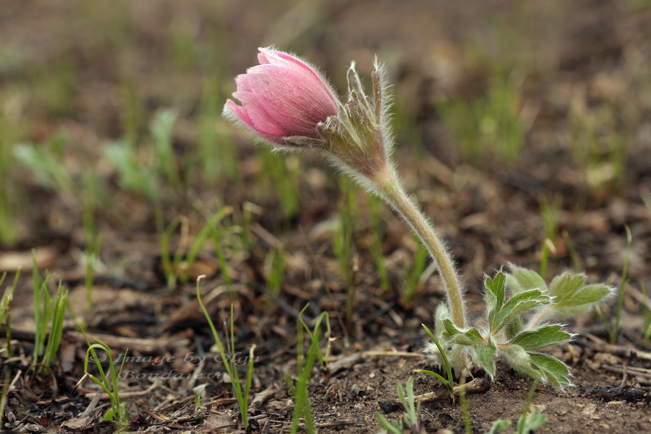 Изображение особи Pulsatilla chinensis.