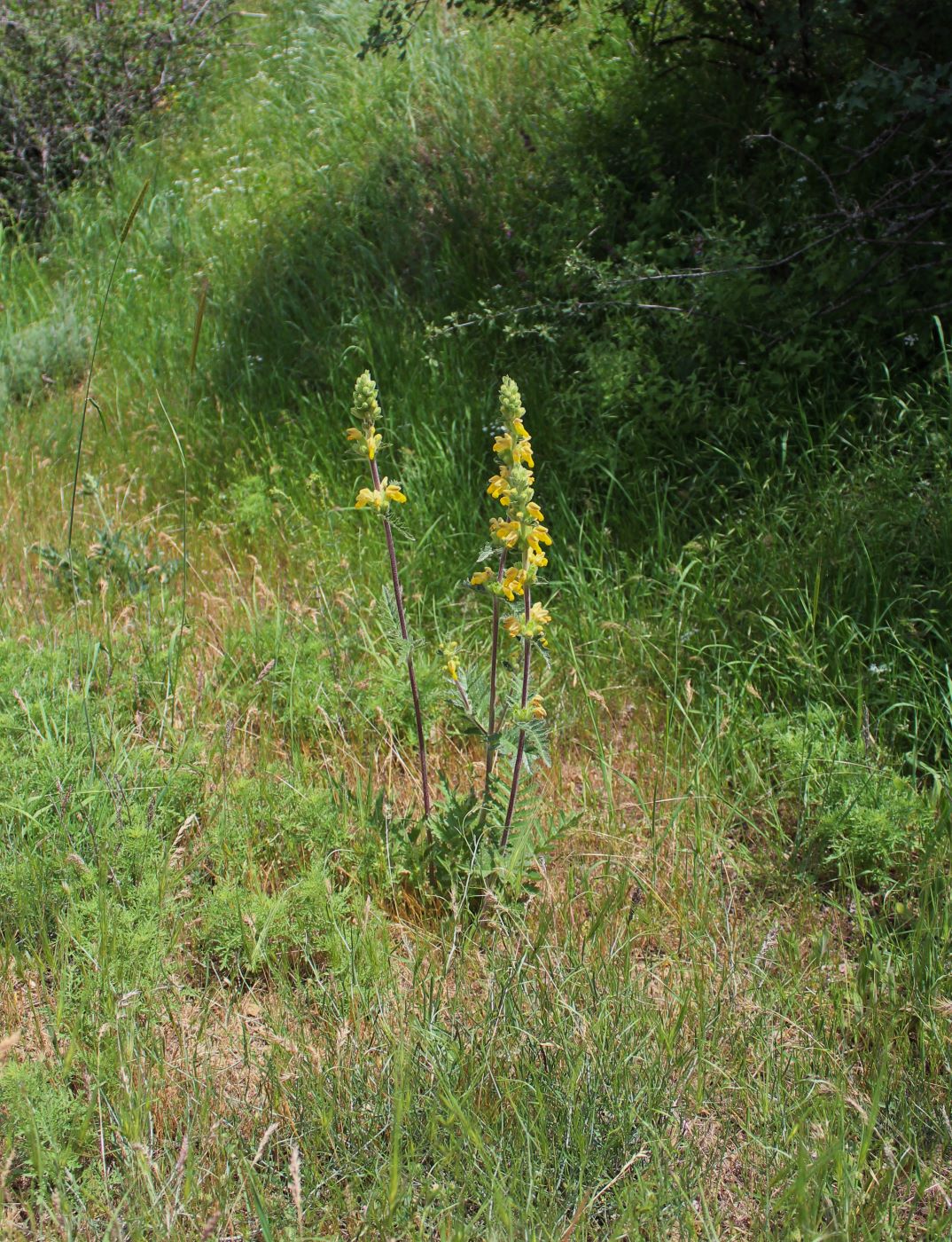 Изображение особи Phlomoides labiosiformis.