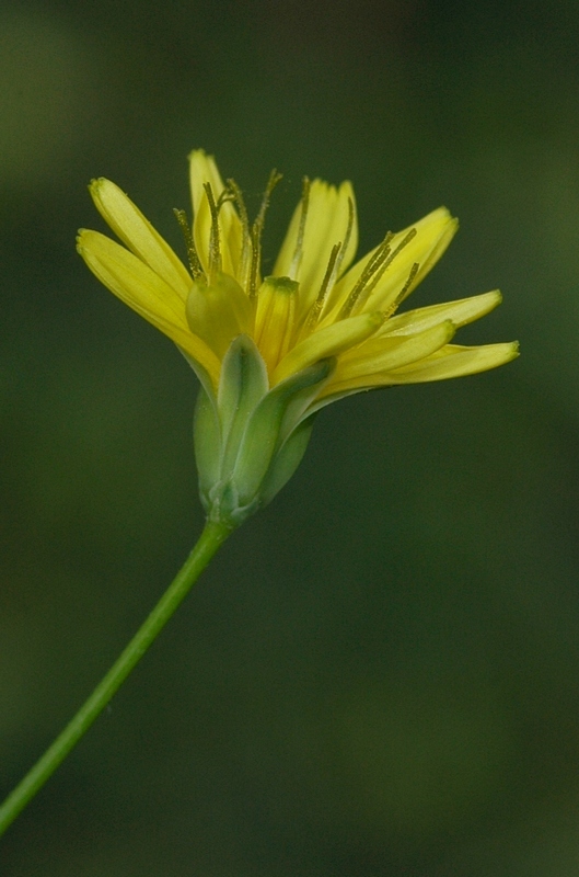 Image of Lapsana communis specimen.