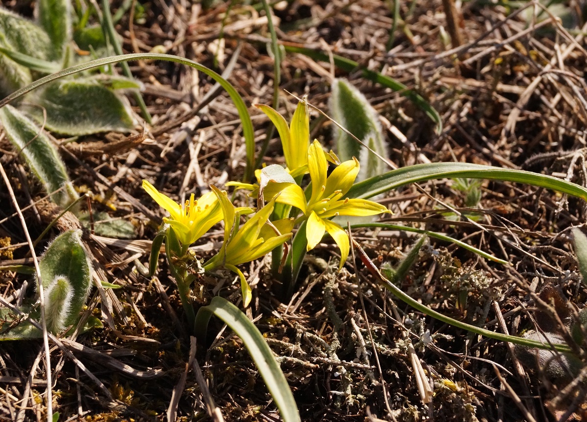 Image of Gagea transversalis specimen.