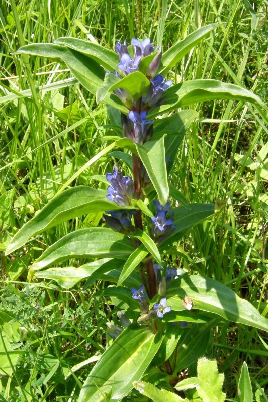 Image of Gentiana cruciata specimen.