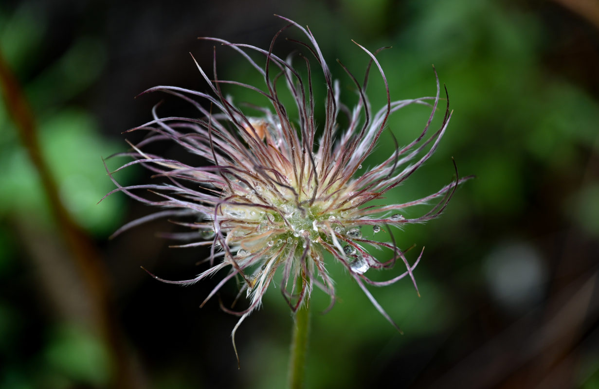 Image of Pulsatilla multifida specimen.