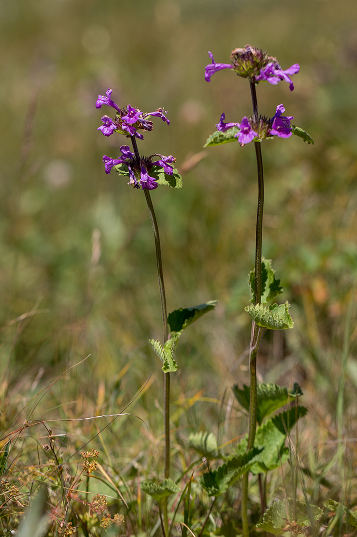 Image of Betonica macrantha specimen.