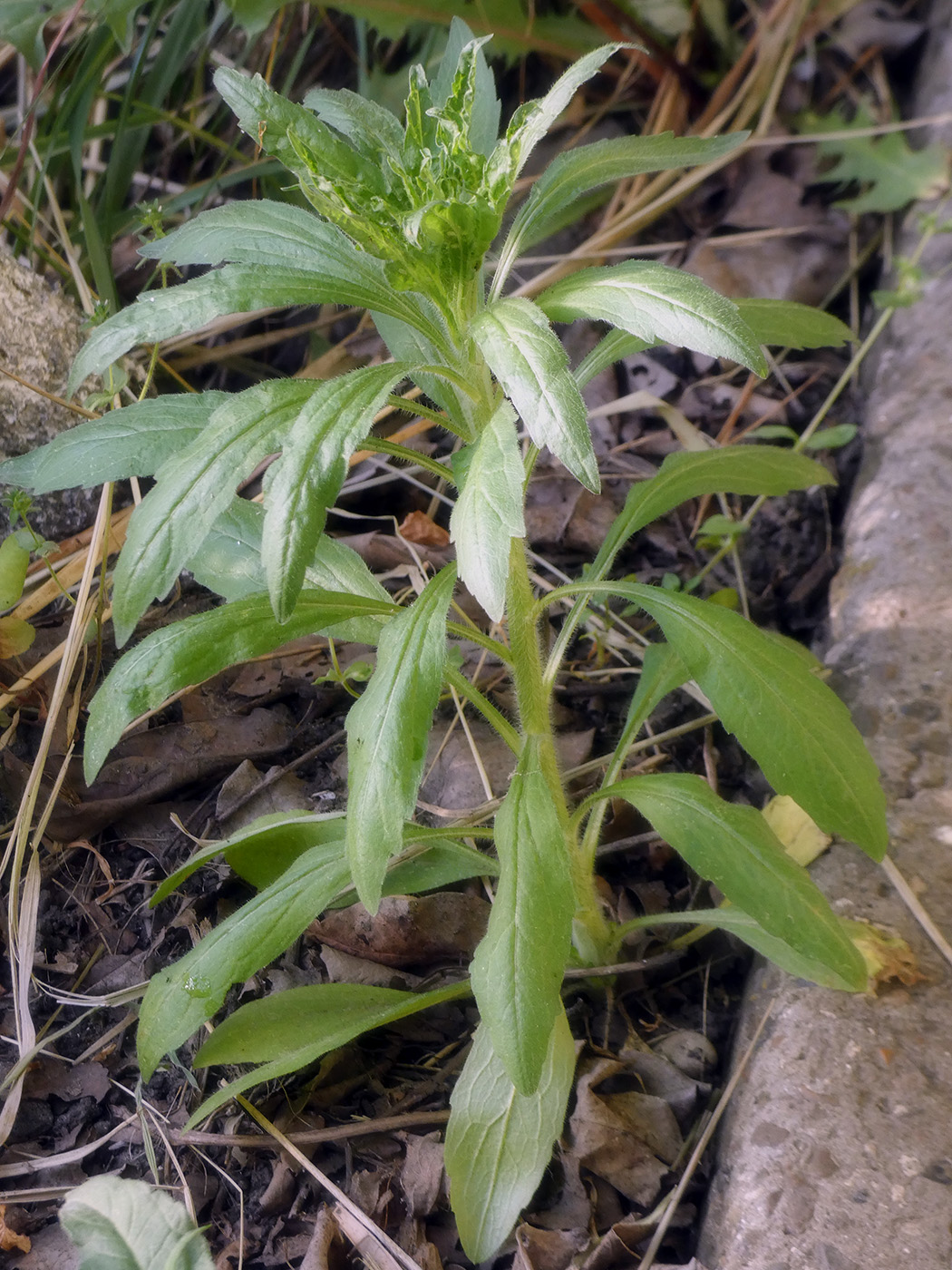 Image of Erigeron annuus specimen.