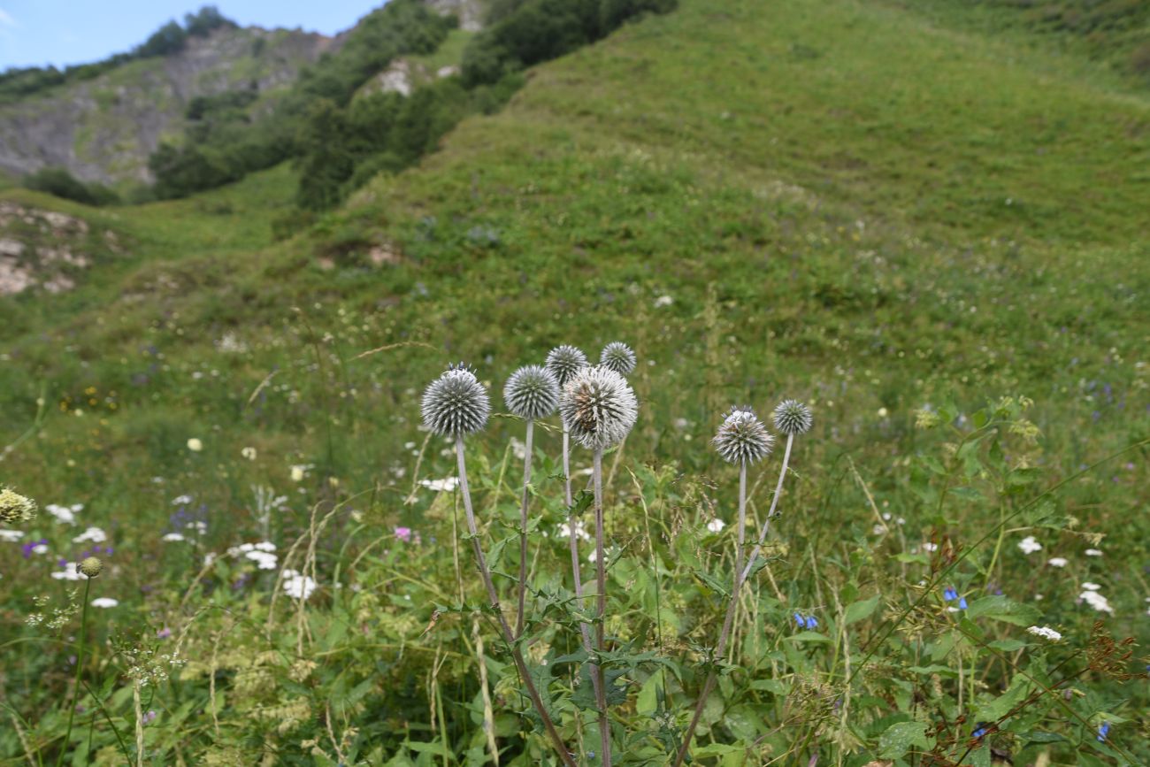 Изображение особи род Echinops.