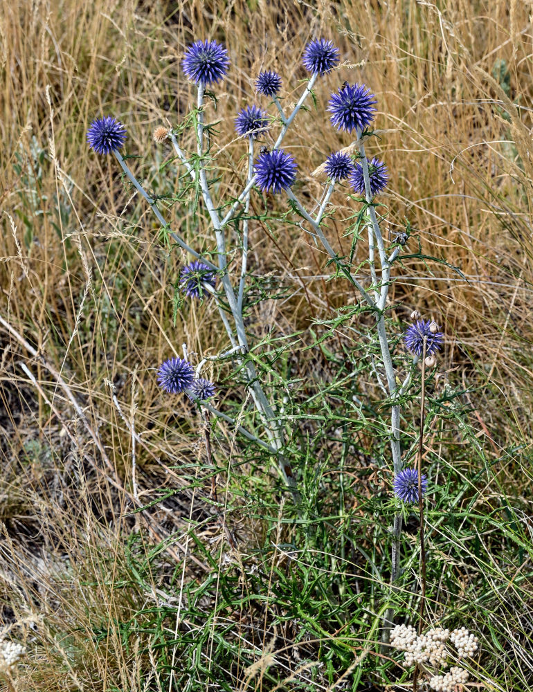 Изображение особи Echinops crispus.