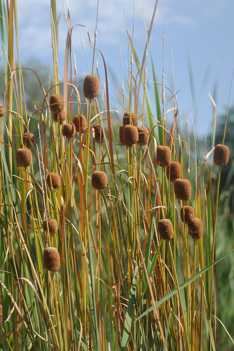 Изображение особи Typha minima.