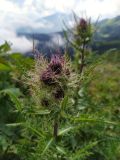 Cirsium obvallatum. Верхушка побега с распускающимися соцветиями. Краснодарский край, городской округ Сочи, Адлерский р-н, с. Эстосадок, горнолыжный курорт \"Роза Хутор\", пеший маршрут \"Панорама\", южный склон хр. Аибга, 2200 м н.у.м., обочина грунтовой дороги. 08.08.2023.