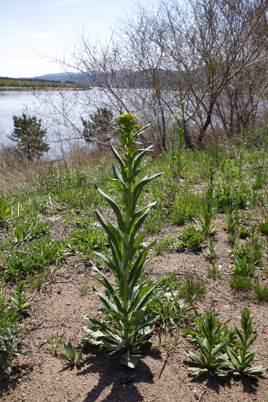 Image of genus Isatis specimen.