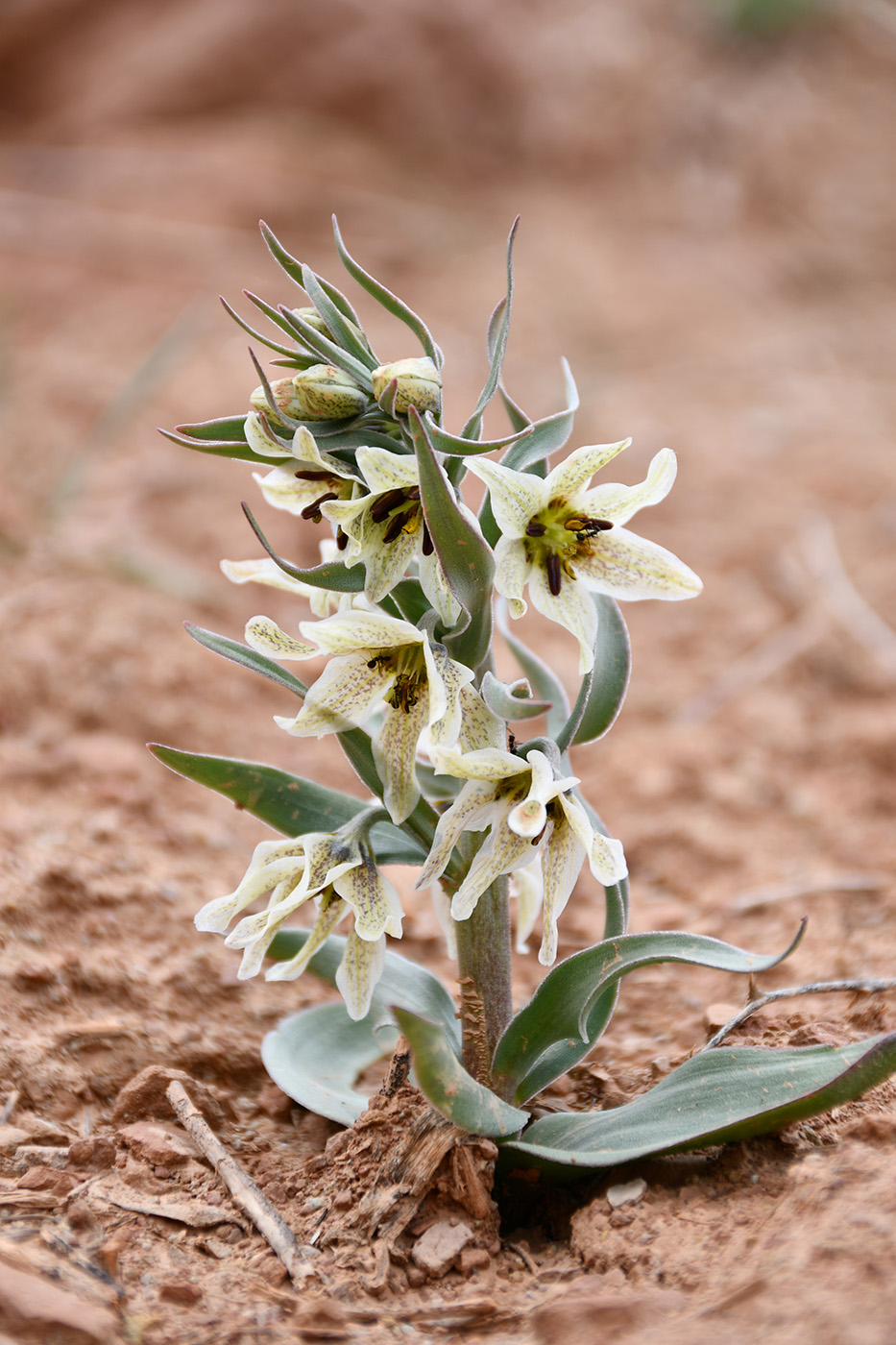 Изображение особи Fritillaria baisunensis.