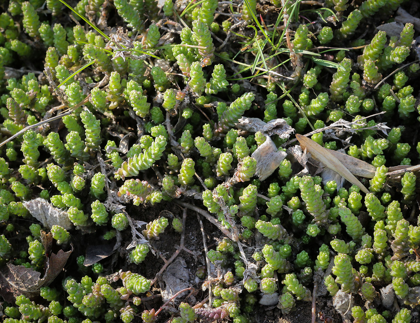 Image of Sedum acre specimen.