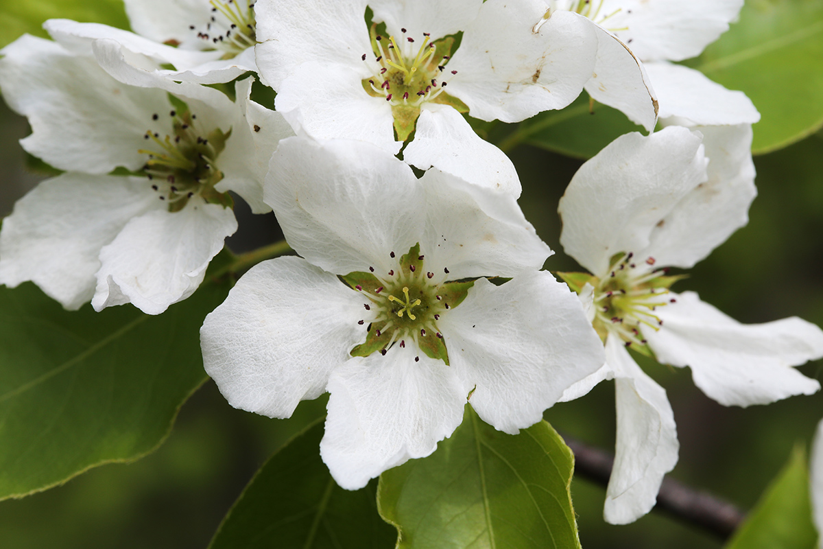 Image of Pyrus ussuriensis specimen.