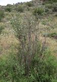 genus Cotoneaster