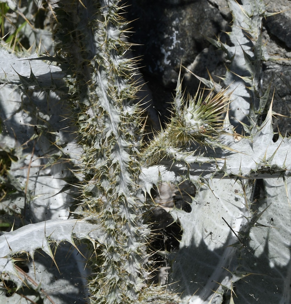 Image of Onopordum bracteatum specimen.